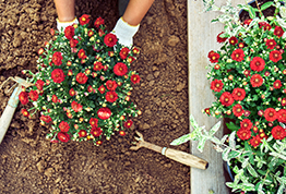 Winterize Your Garden