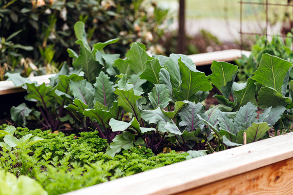 Summer is here! Here is what you should be planting in your garden